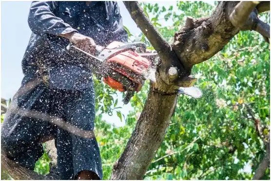 tree services Hilton Head Island